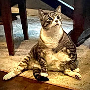 Wendell joined the competition — help win amazing prizes! animal, carpet, cat, cozy, curious, cute, domestic, floor, funny_pose, furniture, indoor, looking_up, paws, pet, relaxed, sitting, striped, tabby, whiskers, wooden_table