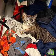 Wendell joined the competition — help win amazing prizes! animal, blue_clothes, cat, clothes, cozy, curious, fabric, feline, gray_clothes, household, indoor, laundry_basket, looking, orange_clothes, pet, pile, red_clothes, resting, tabby_cat, white_clothes