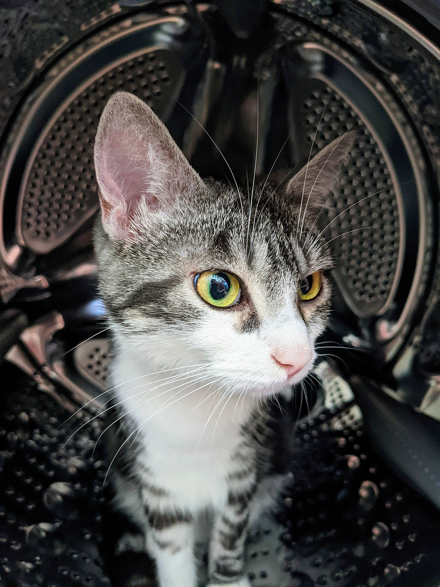 Sockette a rejoint le concours — aidez-le/la à gagner de superbes lots ! automotive_lighting, automotive_tire, carnivore, cat, circle, close_up, domestic_short_haired_cat, felidae, fur, grey, leg, metal, monochrome, organ, paw, small_to_medium_sized_cats, snout, tree, whiskers, wildlife