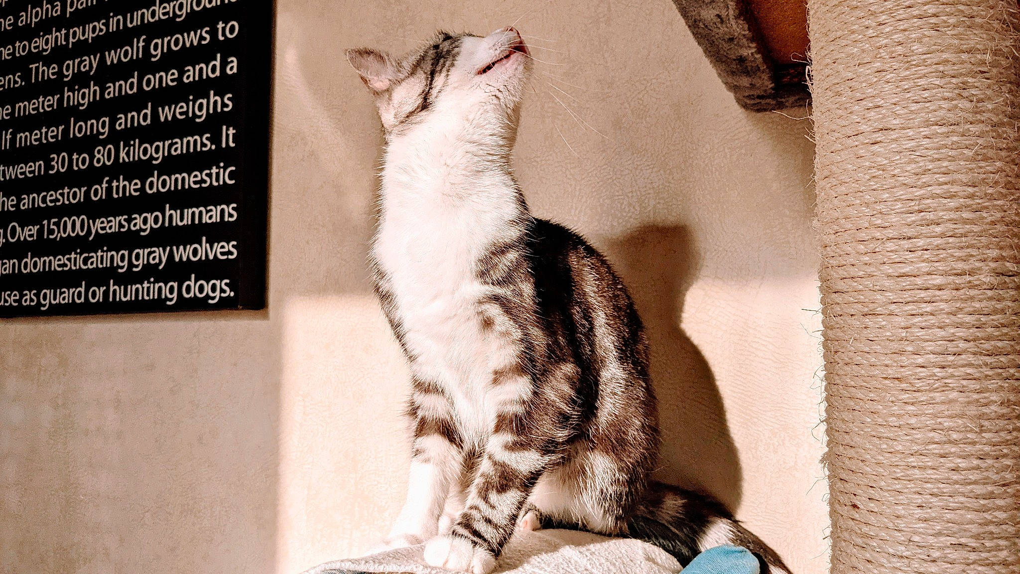 Sockette participe au concours pour gagner de l'argent avec cette photo : advertising, carnivore, cat, claw, domestic_short_haired_cat, felidae, font, foot, fur, paw, photo_caption, rectangle, sitting, small_to_medium_sized_cats, snout, tail, terrestrial_animal, whiskers, window, wood