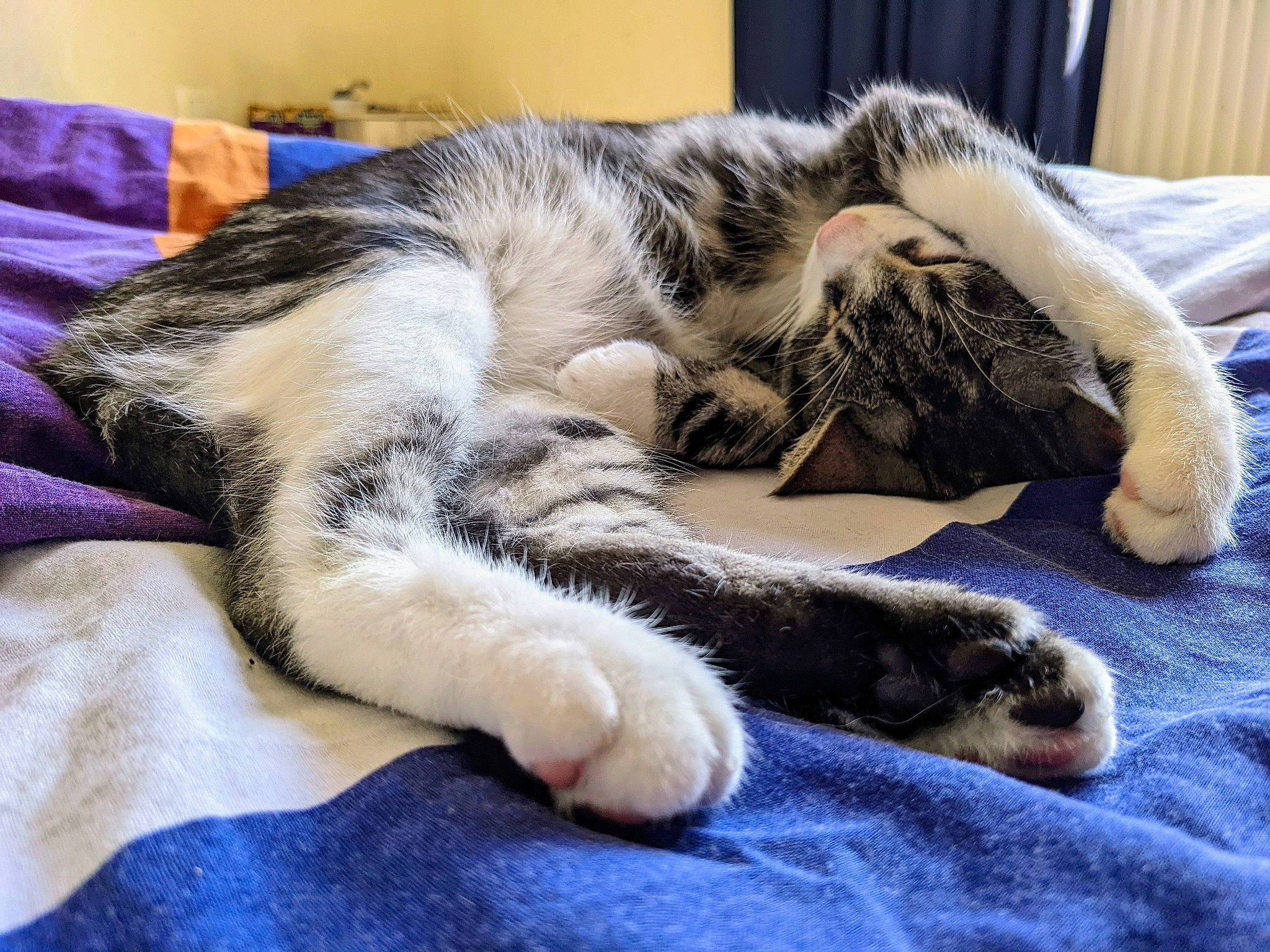 Sockette a rejoint le concours — aidez-le/la à gagner de superbes lots ! carnivore, cat, claw, comfort, dog_breed, domestic_short_haired_cat, felidae, fur, linens, mammal, nap, paw, room, sleep, small_to_medium_sized_cats, snout, tail, terrestrial_animal, whiskers, wood