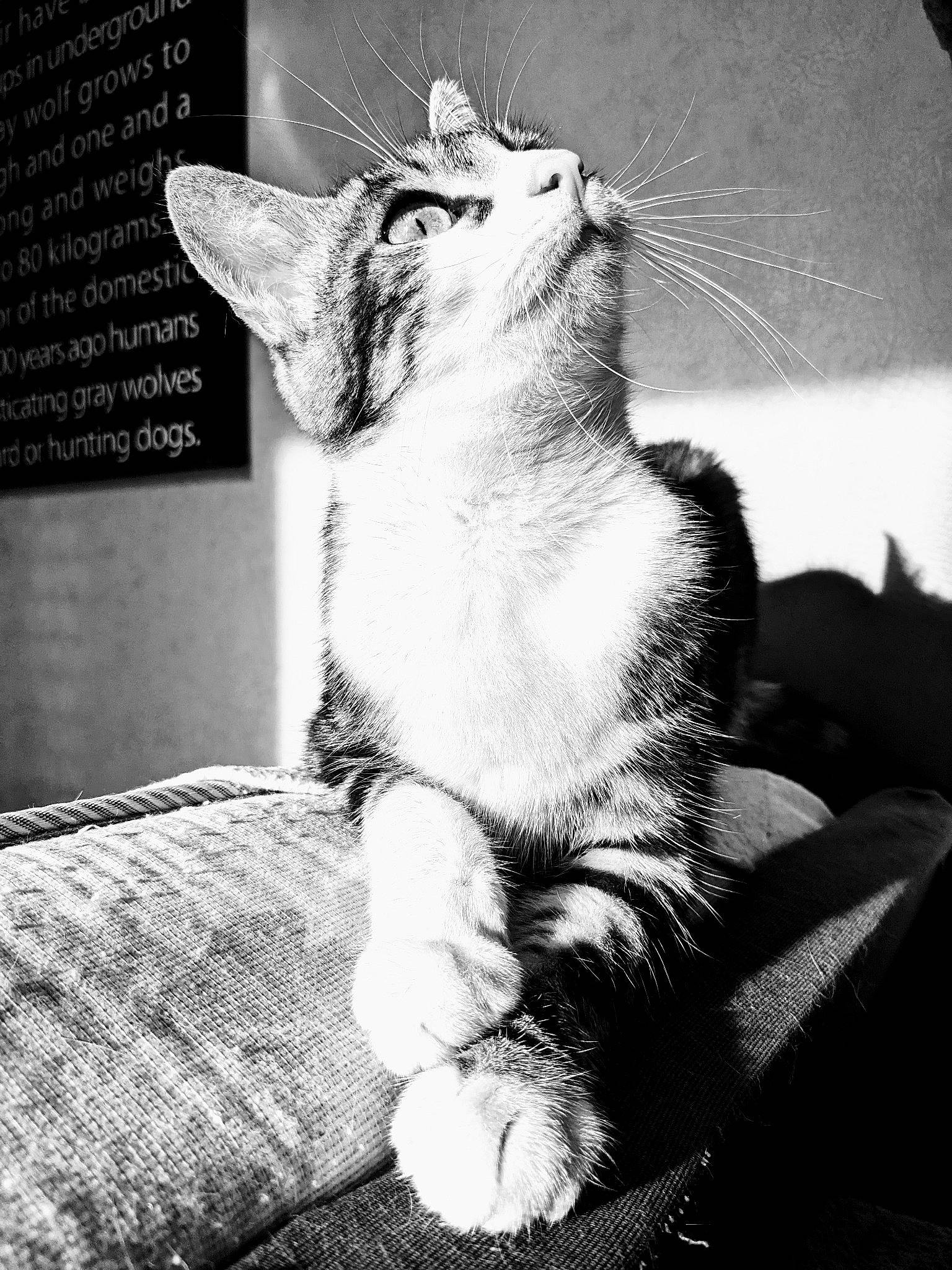 Sockette a rejoint le concours — aidez-le/la à gagner de superbes lots ! black_and_white, carnivore, cat, darkness, domestic_short_haired_cat, felidae, fur, grey, line, mammal, monochrome, monochrome_photography, paw, small_to_medium_sized_cats, snout, style, tail, whiskers, white, window