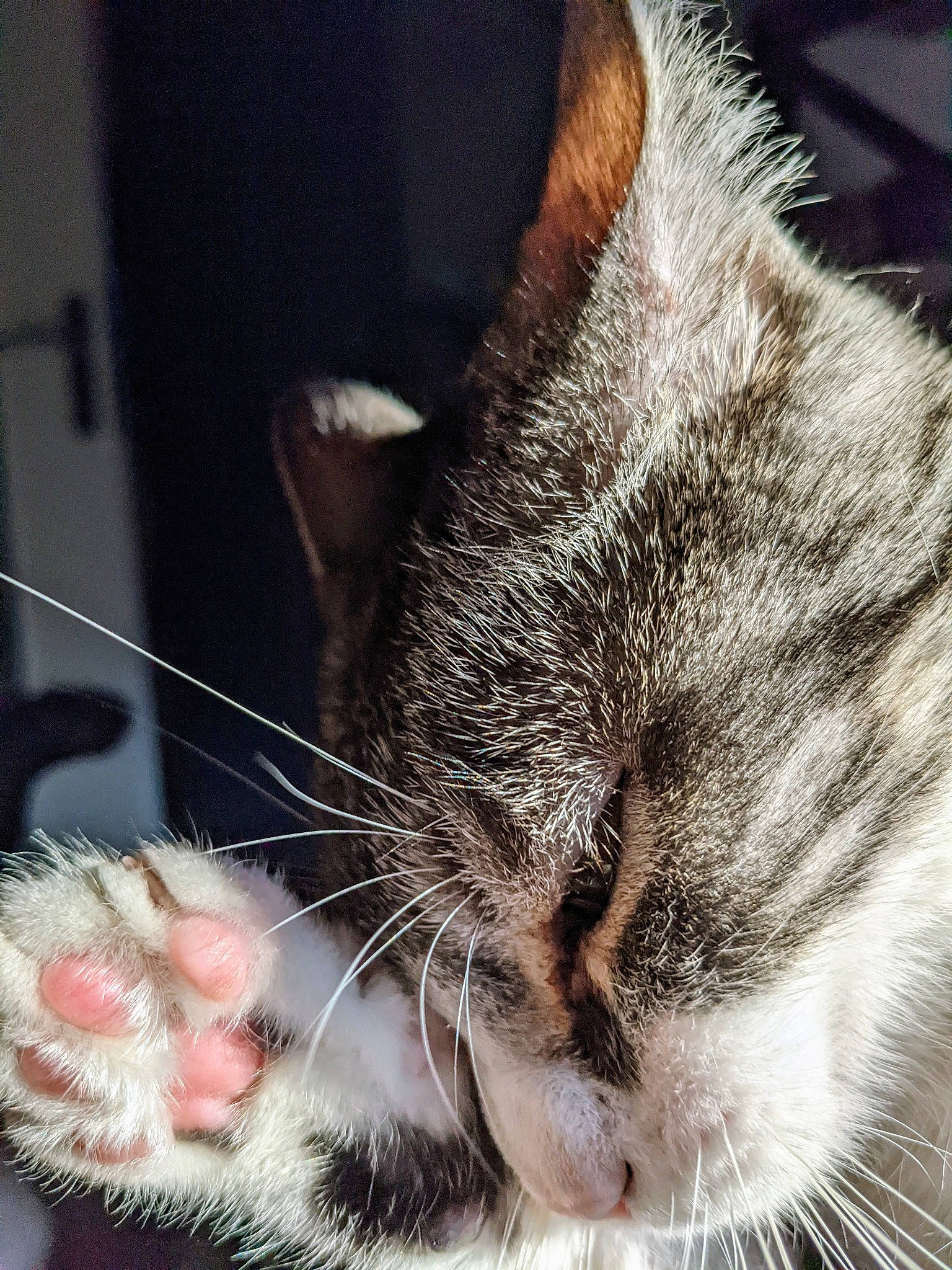 Sockette participe au concours pour gagner de l'argent avec cette photo : carnivore, cat, claw, close_up, comfort, domestic_short_haired_cat, ear, felidae, foot, fur, nap, nose, paw, sleep, small_to_medium_sized_cats, snout, whiskers