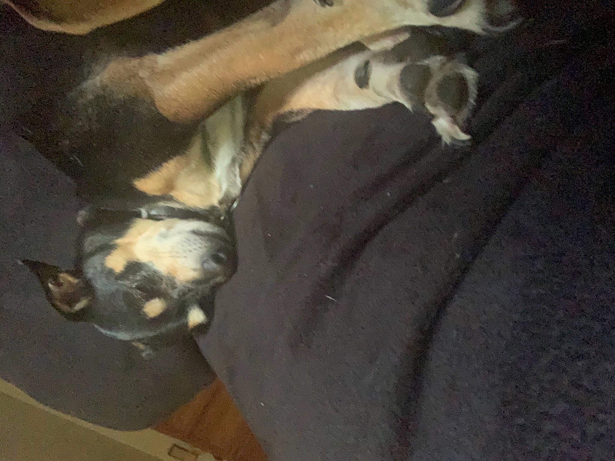 De-o-gee joined the competition — help win amazing prizes! bone, carnivore, companion_dog, dog, dog_breed, fawn, felidae, human_leg, jaw, mammal, paw, snout, sporting_group, street_dog, tail, terrestrial_animal, vertebrate, whiskers, wood, working_animal