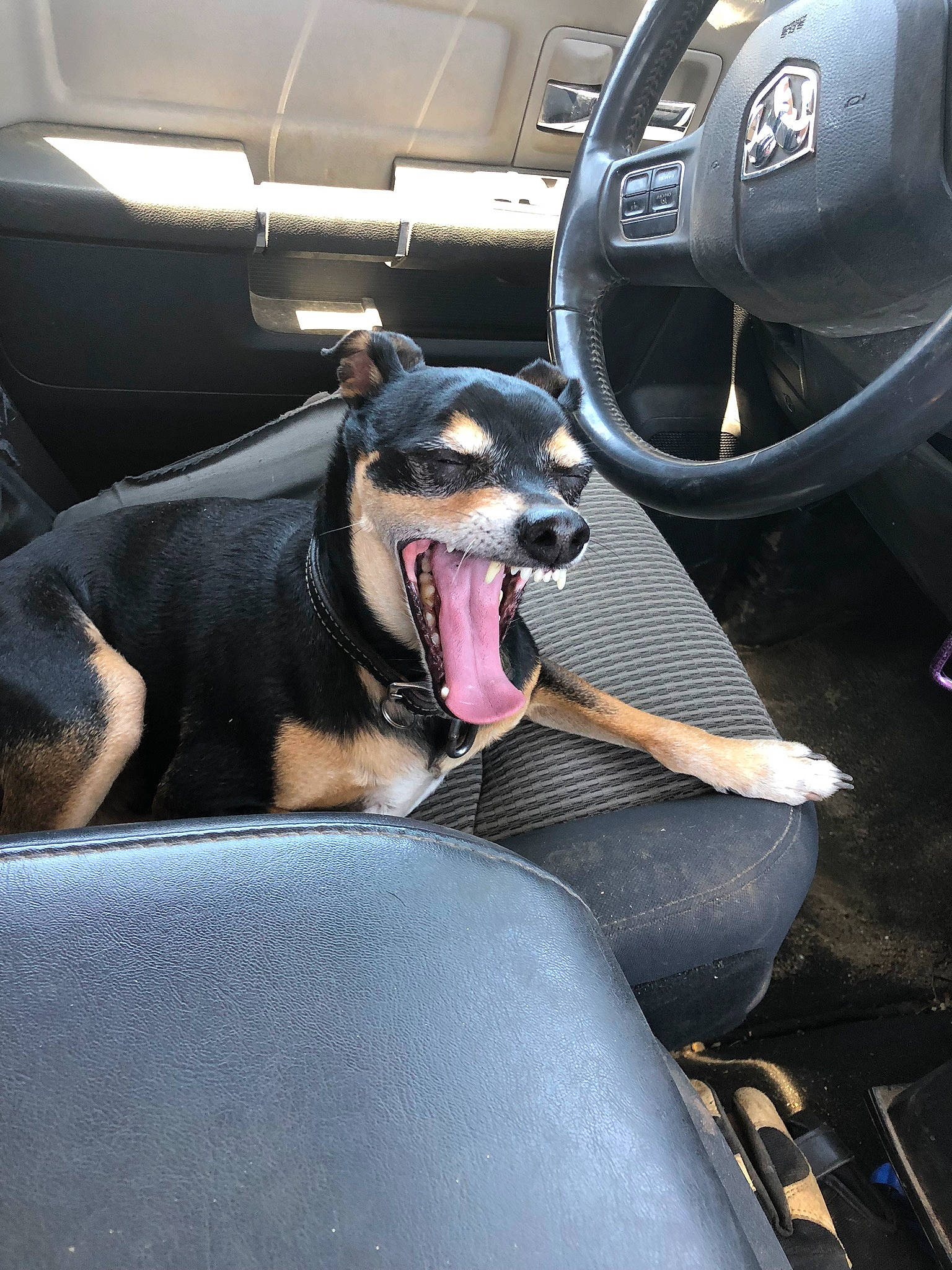 De-o-gee joined the competition — help win amazing prizes! auto_part, automotive_design, automotive_exterior, car, car_seat_cover, carnivore, center_console, companion_dog, dog, dog_breed, family_car, light, mode_of_transport, motor_vehicle, personal_luxury_car, snout, steering_part, steering_wheel, vehicle, vehicle_door