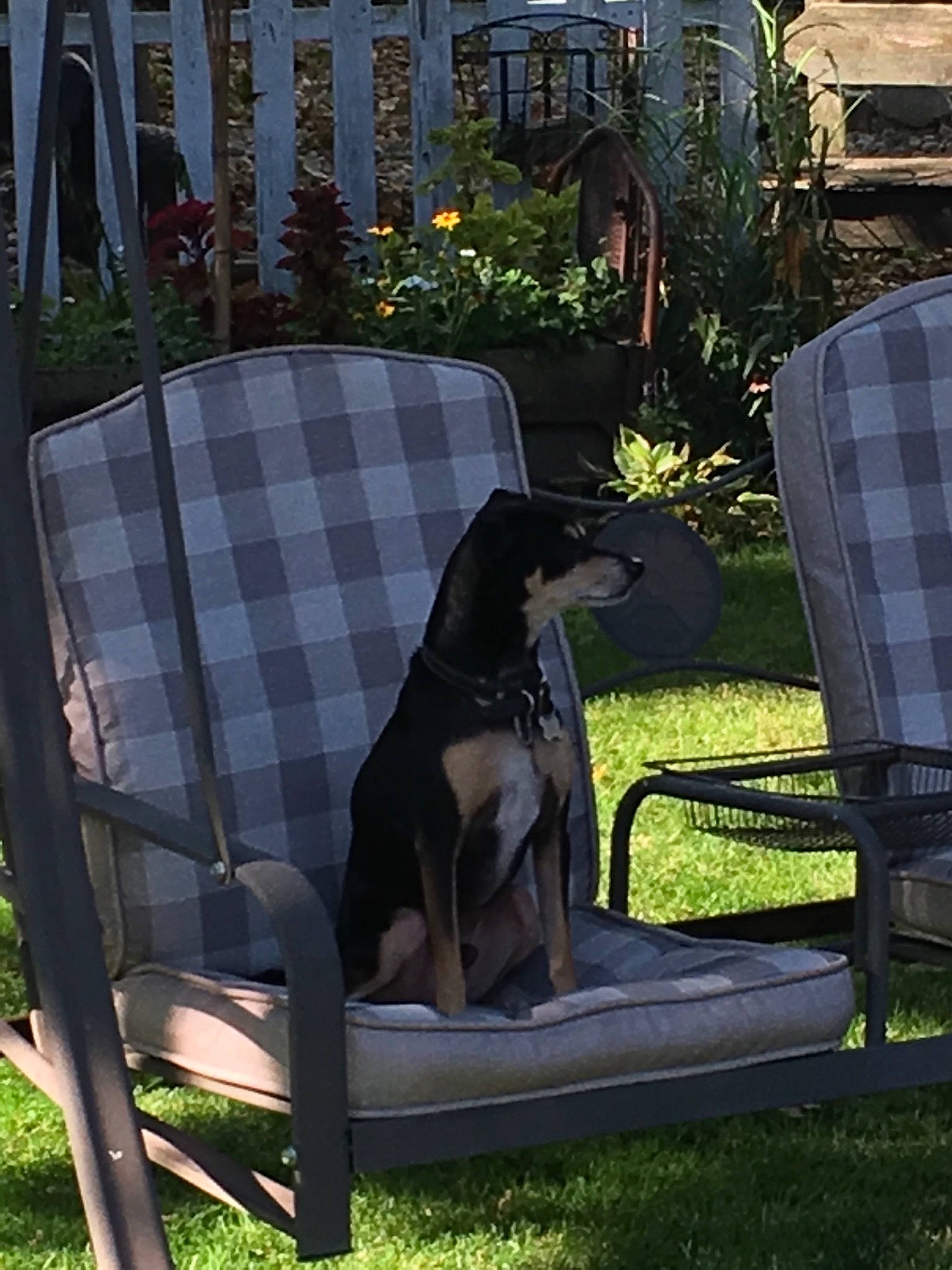 De-o-gee is registered to the contest to win money with this photo: armrest, carnivore, chair, comfort, companion_dog, dog, dog_breed, dog_supply, fawn, furniture, grass, lawn, leaf, leisure, outdoor_furniture, outdoor_table, pet_supply, plant, shade, tints_and_shades