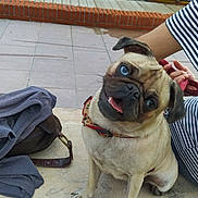 Blue participe au concours pour gagner de l'argent avec cette photo : dog, pug, blue_eyes, pet, leash, person, striped_shirt, beach, boardwalk, sand, stone_floor, bag, clothing, outdoor, daylight, portrait, cute, sitting, tilted_head, happy