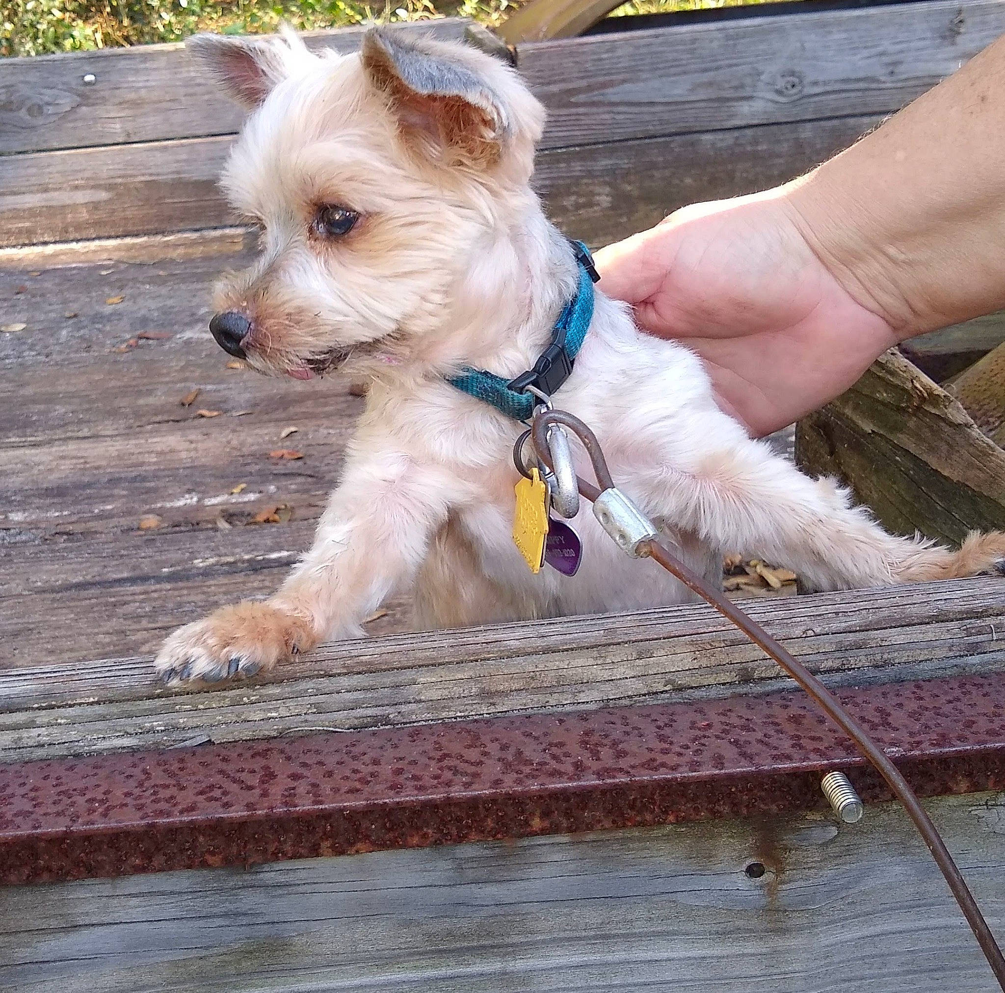 Chippy joined the competition — help win amazing prizes! carnivore, collar, companion_dog, dog, dog_breed, dog_clothes, dog_collar, dog_supply, fashion_accessory, fawn, leash, maltepoo, non_sporting_group, small_terrier, sporting_group, terrier, toy_dog, wood, working_animal, working_terrier