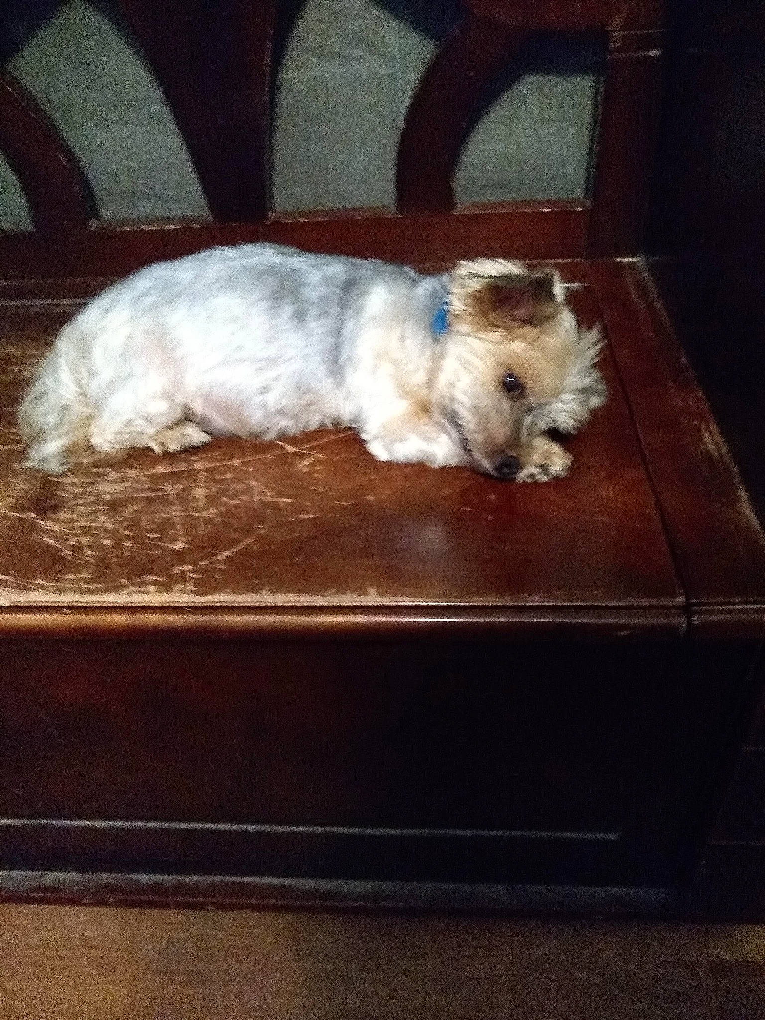 Chippy joined the competition — help win amazing prizes! carnivore, comfort, companion_dog, dog, dog_breed, fawn, felidae, flooring, fur, hardwood, rectangle, small_to_medium_sized_cats, snout, sporting_group, table, tableware, tail, toy_dog, whiskers, wood