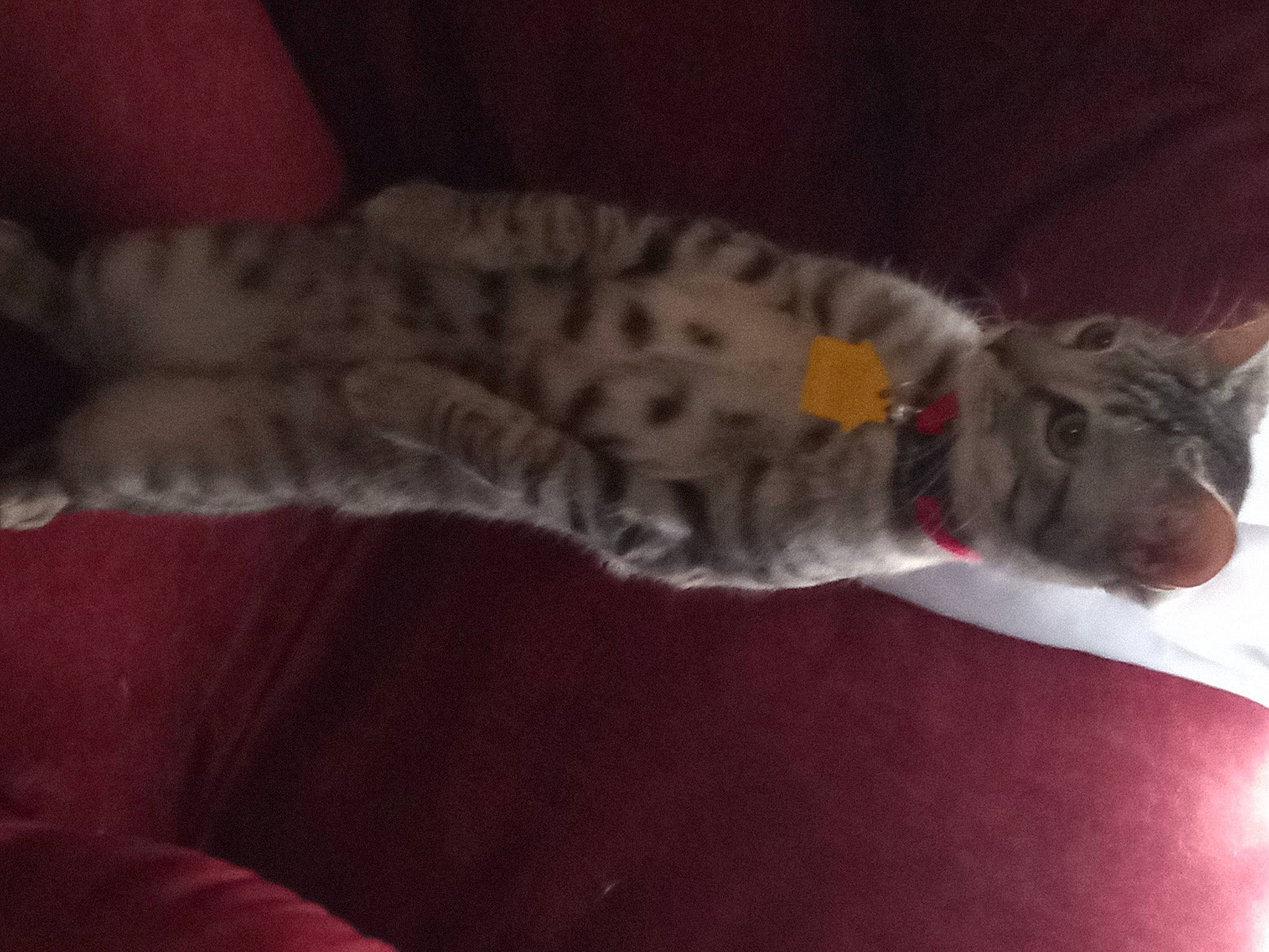 Pinkie is registered to the contest to win money with this photo: bed, carnivore, cat, claw, comfort, couch, domestic_short_haired_cat, ear, fawn, felidae, fur, grey, nap, paw, small_to_medium_sized_cats, snout, tail, terrestrial_animal, whiskers