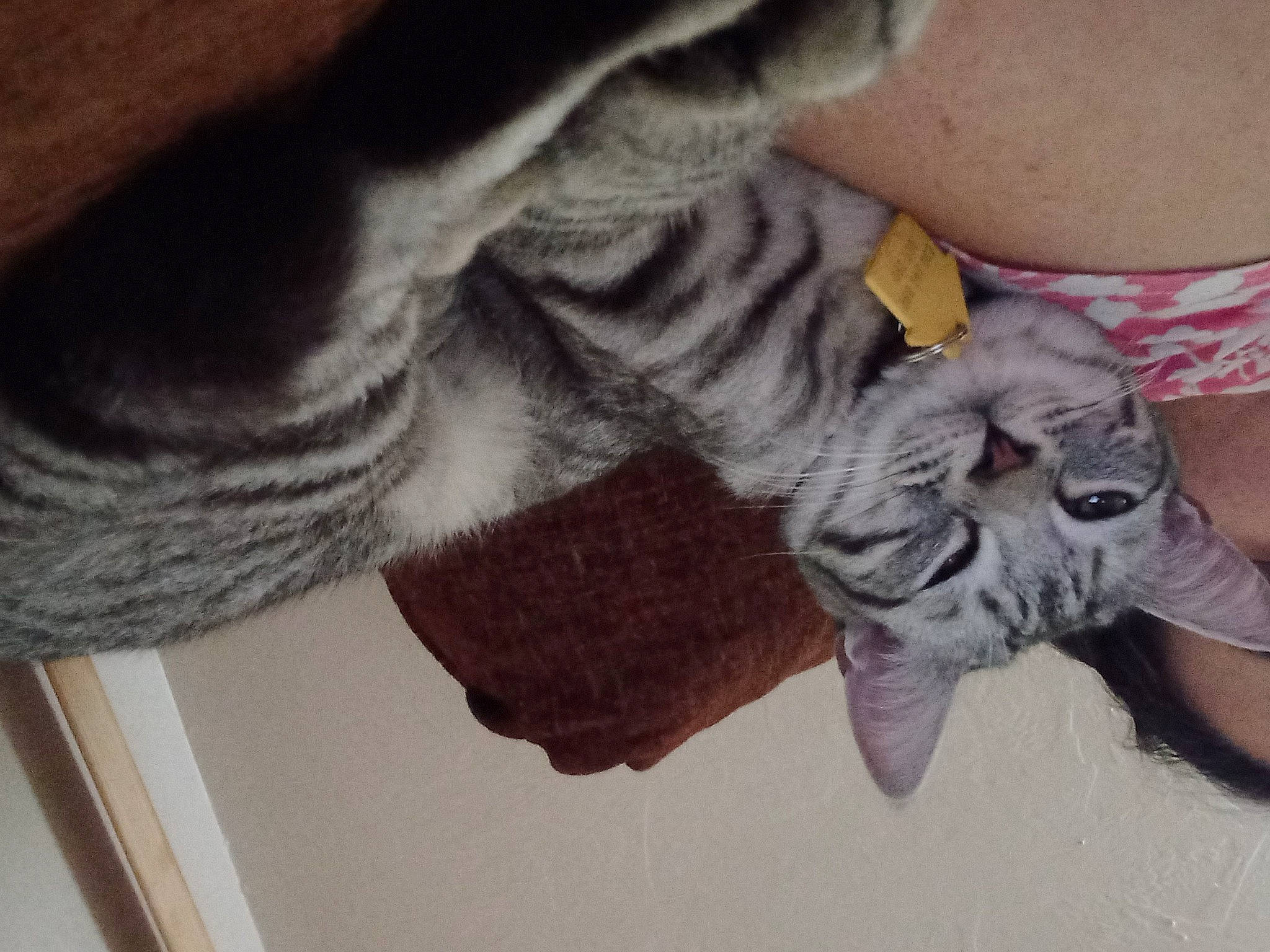 Pinkie is registered to the contest to win money with this photo: art, denim, felidae, flooring, foot, gesture, grey, human_leg, knee, leg, sculpture, shoulder, statue, temporary_tattoo, thigh, visual_arts, wood, wool, woolen, wrist