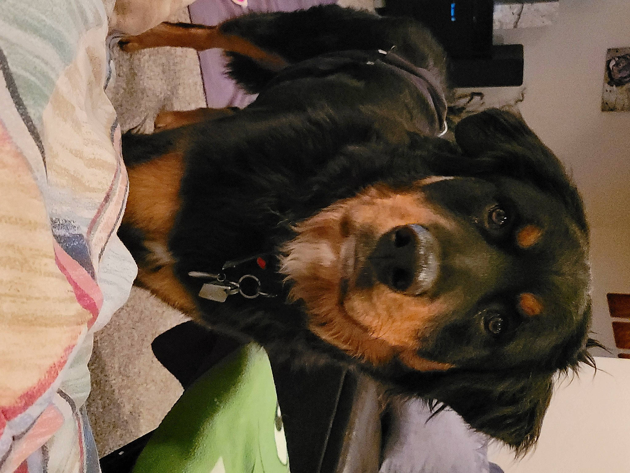 Dino joined the competition — help win amazing prizes! canidae, carnivore, comfort, companion_dog, dog, dog_breed, dog_supply, ear, fur, hat, natural_material, picture_frame, snout, sporting_group, working_animal