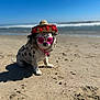 dog, beach, sand, ocean, sombrero, sunglasses, pet, sunny, summer, vacation, canine, outdoor, animal, shore, funny, costume, small_dog, cute, portrait, holiday