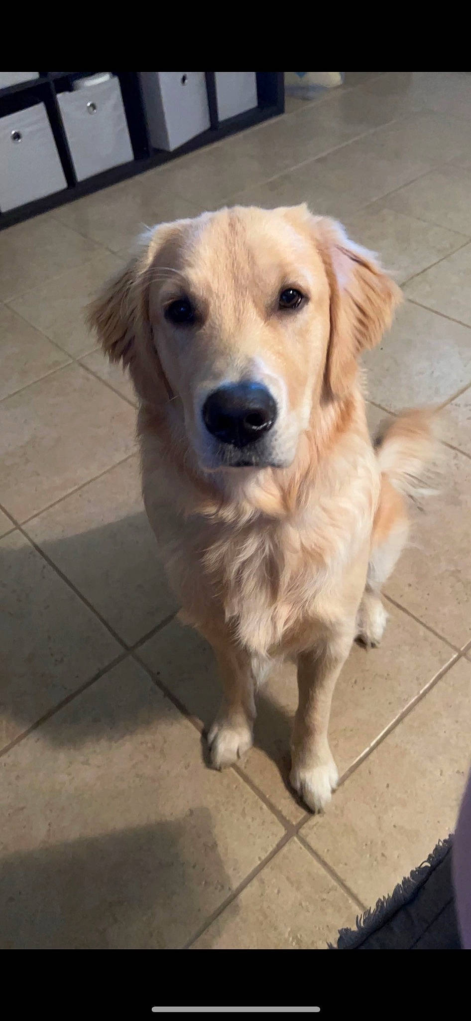 Kipper joined the competition — help win amazing prizes! canidae, carnivore, companion_dog, dog, dog_breed, fawn, flooring, fur, golden_retriever, gun_dog, retriever, snout, tile_flooring, whiskers
