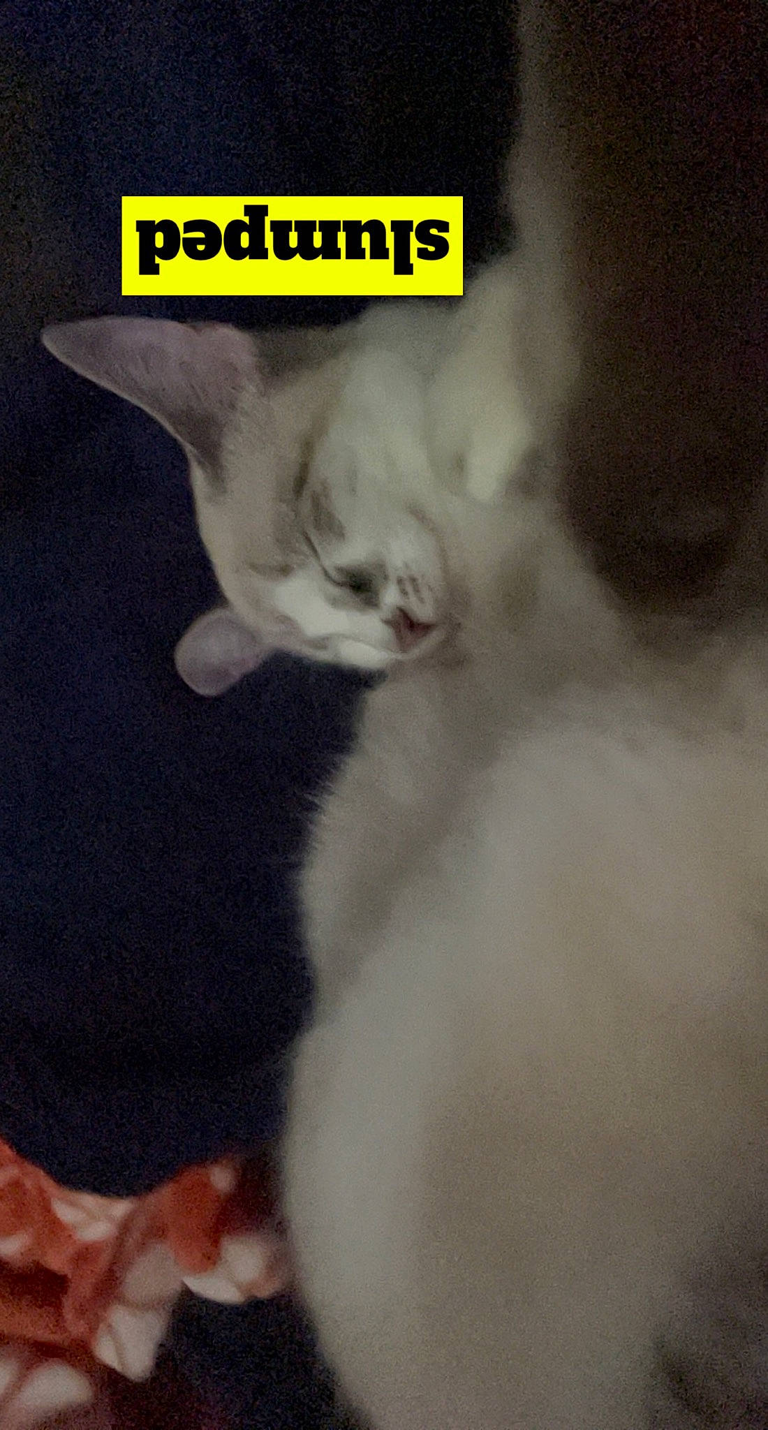 Bunny joined the competition — help win amazing prizes! carnivore, cat, cat_supply, claw, felidae, font, fur, paw, photo_caption, plant, small_to_medium_sized_cats, tail, terrestrial_animal, whiskers