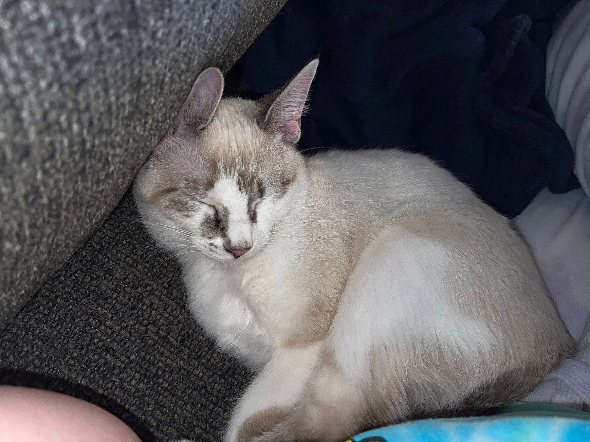 Bunny is registered to the contest to win money with this photo: carnivore, cat, cat_supply, claw, comfort, domestic_short_haired_cat, fang, fawn, felidae, fur, nap, paw, pet_supply, sitting, small_to_medium_sized_cats, snout, tail, terrestrial_animal, thai, whiskers