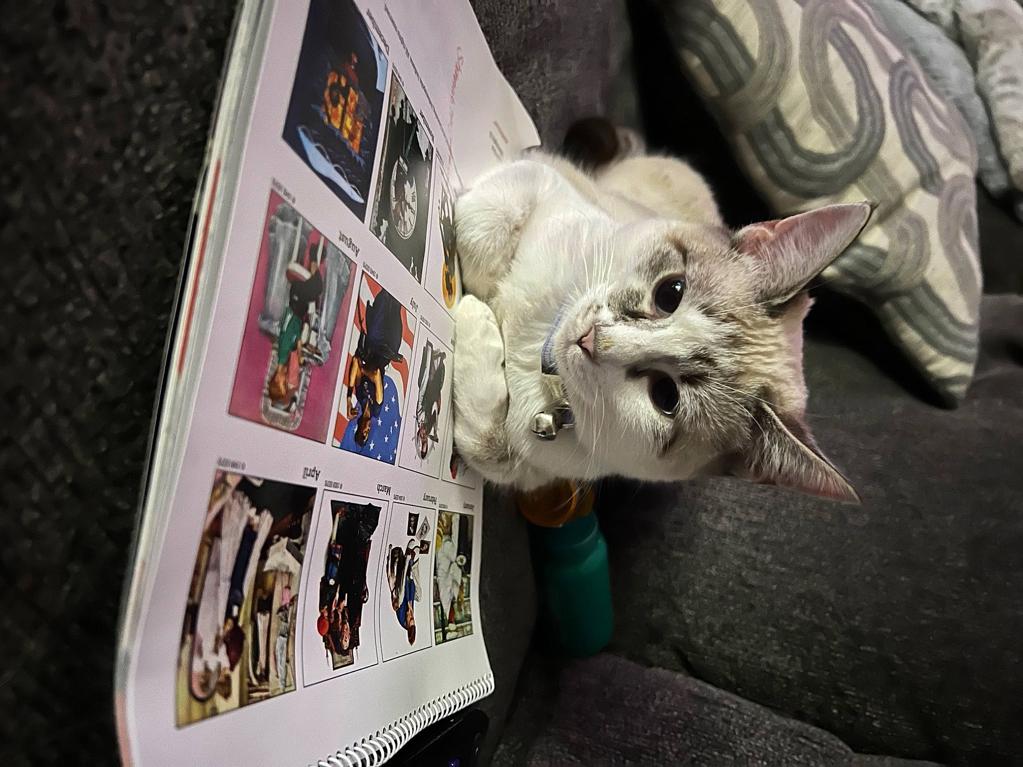 Bunny is registered to the contest to win money with this photo: art, carnivore, cat, claw, domestic_short_haired_cat, fawn, felidae, fur, paw, picture_frame, plant, small_to_medium_sized_cats, snout, tail, visual_arts, whiskers