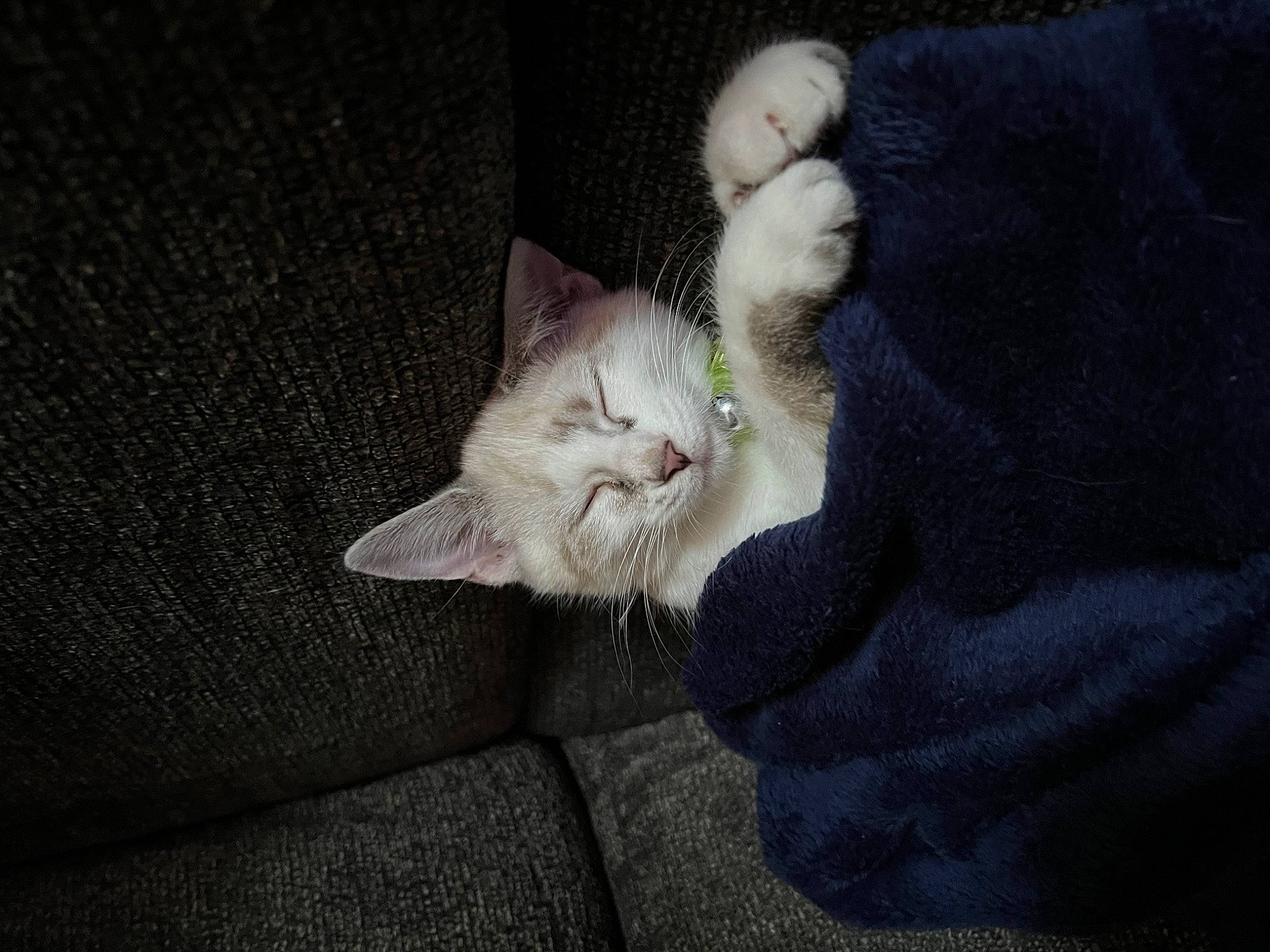 Bunny joined the competition — help win amazing prizes! carnivore, cat, claw, comfort, darkness, domestic_short_haired_cat, felidae, fur, grey, nap, paw, small_to_medium_sized_cats, tail, whiskers