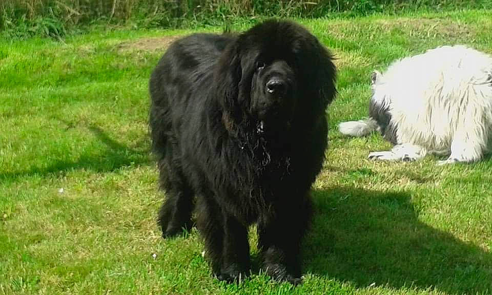 Malko a rejoint le concours — aidez-le/la à gagner de superbes lots ! ancient_dog_breeds, canidae, cao_da_serra_de_aires, carnivore, companion_dog, dog, dog_breed, giant_dog_breed, mammal, newfoundland, sporting_group, vertebrate