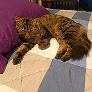 Princesse participe au concours pour gagner de l'argent avec cette photo : animal, bed, beige_quilt, blue_quilt, cat, cozy, domestic_cat, fluffy, fur, furniture, indoor, mammal, pet, pillow, purple_pillow, quilt, resting, sleeping, tabby_cat, whiskers
