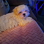 Lola joined the competition — help win amazing prizes! puppy, dog, white_dog, fluffy, blanket, pink_blanket, couch, pillow, butterfly_design, living_room, table, indoor, pet, cozy, fur, small_dog, relaxing, comfort, soft_lighting, home