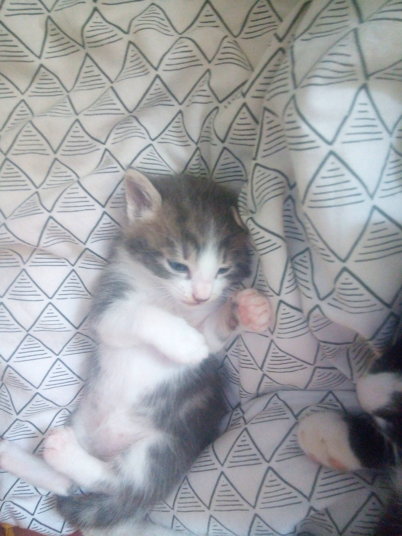 Bébéw a rejoint le concours — aidez-le/la à gagner de superbes lots ! aegean_cat, animal_shelter, carnivore, cat, domestic_short_haired_cat, european_shorthair, fawn, felidae, kitten, maine_coon, mammal, norwegian_forest_cat, ojos_azules, persian, ragamuffin, small_to_medium_sized_cats, tail, vertebrate, whiskers