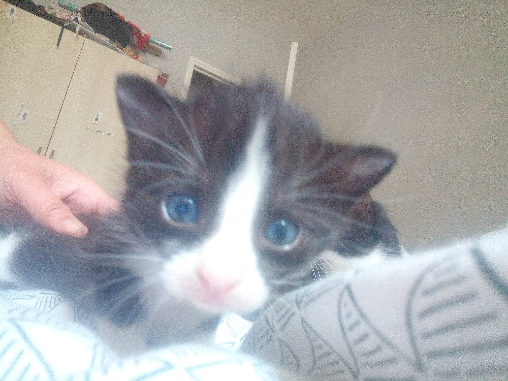 Orea a rejoint le concours — aidez-le/la à gagner de superbes lots ! carnivore, cat, domestic_long_haired_cat, domestic_short_haired_cat, ear, european_shorthair, eye, felidae, fur, iris, kitten, mammal, norwegian_forest_cat, nose, ojos_azules, polydactyl_cat, skin, small_to_medium_sized_cats, snowshoe, whiskers