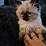 Lokie joined the competition — help win amazing prizes! kitten, cat, siamese, fluffy, hand, rings, tattoo, fingers, furry, pet, animal, cute, indoor, soft, blanket, dark_background, young, small, curious, resting