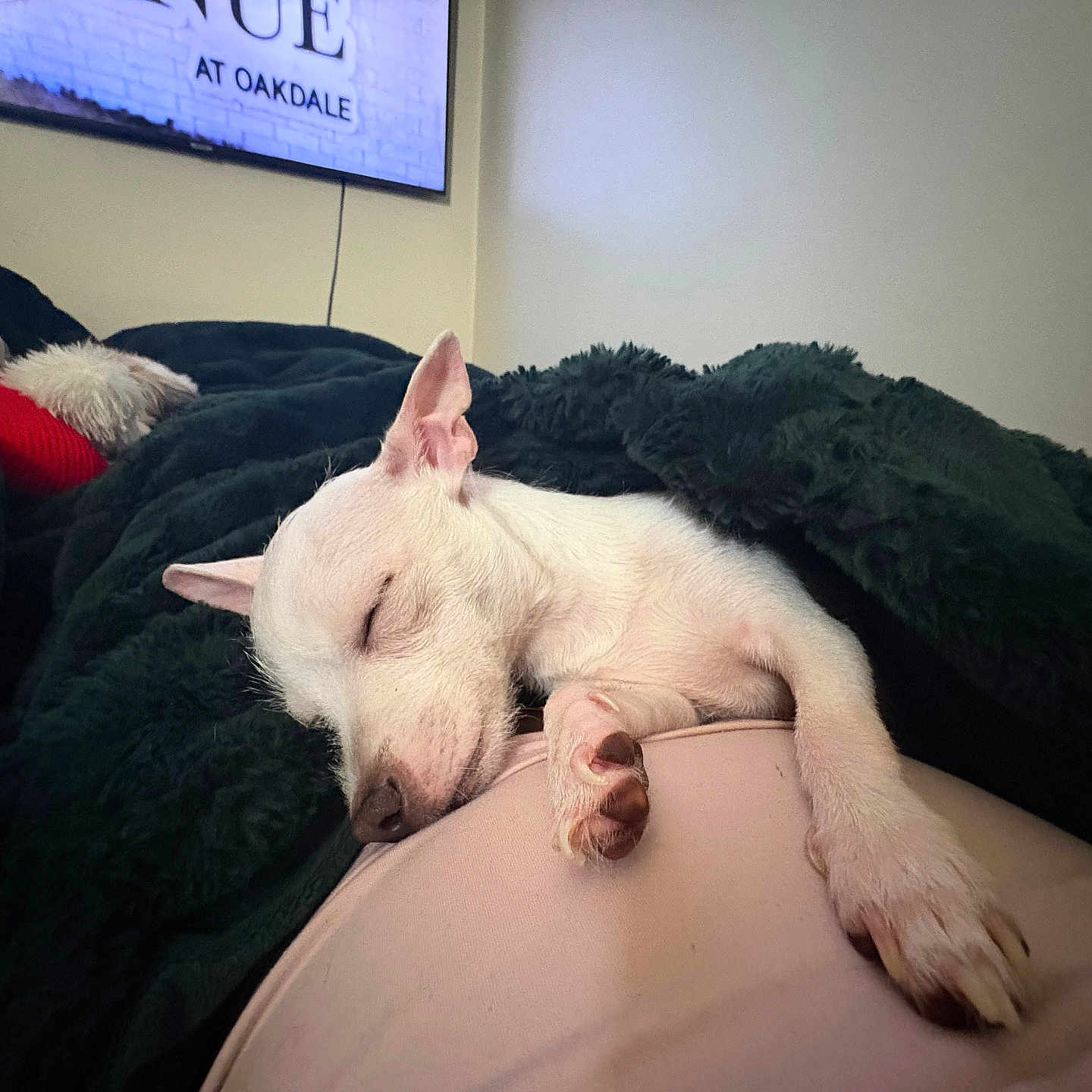 Coco Bean