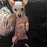 Coco Bean joined the competition — help win amazing prizes! dog, small_dog, white_fur, large_ears, sitting, blanket, fluffy, curious, pet, indoor, cozy, companion, animal, cute, portrait, furry, relaxed, closeup, two_dogs, fur