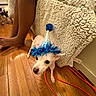 Coco Bean joined the competition — help win amazing prizes! dog, party_hat, wooden_floor, bare_feet, blanket, furniture, indoor, orange_cord, small_dog, pet, celebration, legs, canine, animal, home, curious_dog, cozy, floor, domestic_animal, blanket_texture