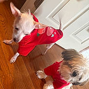 Coco Bean is registered to the contest to win money with this photo: dog, small_dog, red_hoodie, clothing, indoor, wooden_floor, door, pet, animal, cute, fluffy, short_hair, puppy, companion, domestic_animal, fur, ears, tail, standing, friendly