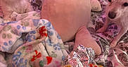 Snoopy is registered to the contest to win money with this photo: dog, bed, blanket, plush_toy, food, burrito, foil, indoor, curious, small_dog, floral_pattern, pink_lighting, fur, pet, snack, fabric, cute, cozy, resting, carpet