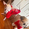 dog, puppy, red_hoodie, clothing, indoor, wooden_floor, door, pet, cute, small_dog, fur, animal, canine, domestic_animal, companion, two_dogs, cute_outfit, fluffy, playful, curious