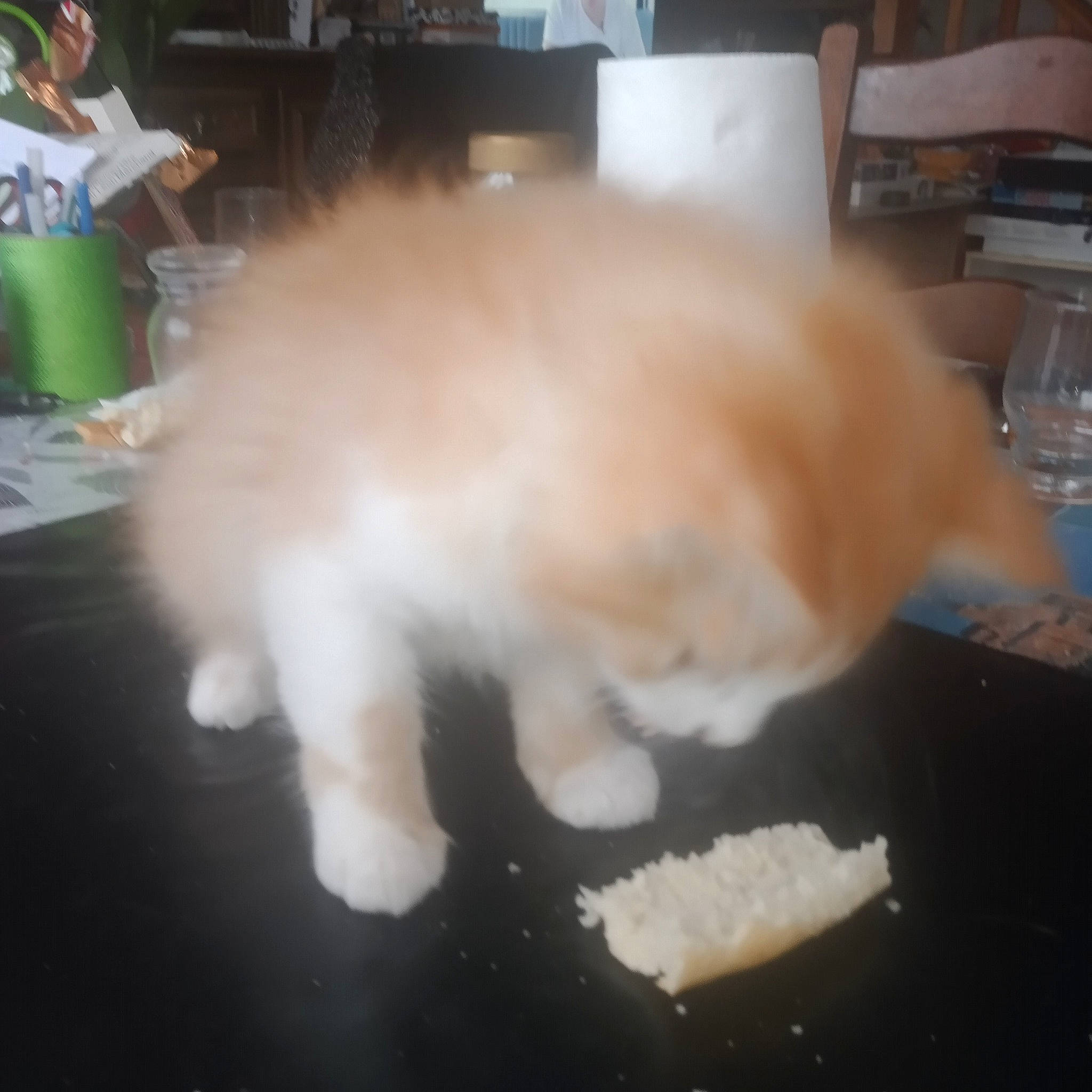 Cooky a rejoint le concours — aidez-le/la à gagner de superbes lots ! canidae, carnivore, cat, companion_dog, dog_breed, domestic_short_haired_cat, fawn, felidae, flooring, fur, hardwood, paw, pomeranian, small_to_medium_sized_cats, snout, spitz, sporting_group, tail, whiskers, wood