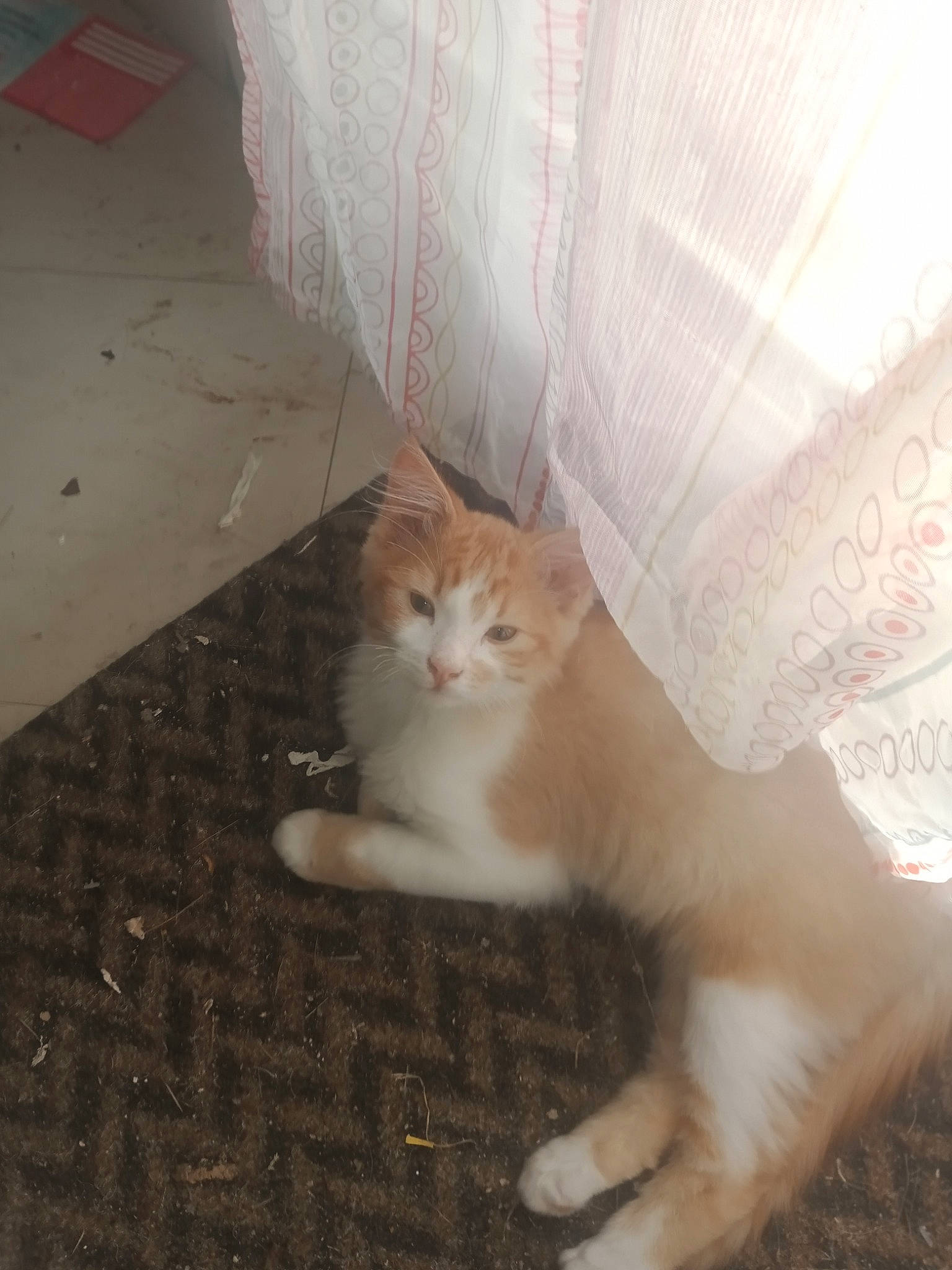 Cooky participe au concours pour gagner de l'argent avec cette photo : box, carnivore, cat, comfort, domestic_short_haired_cat, eye, fawn, felidae, floor, flooring, fur, hardwood, mammal, paw, sitting, small_to_medium_sized_cats, tail, whiskers, window, wood