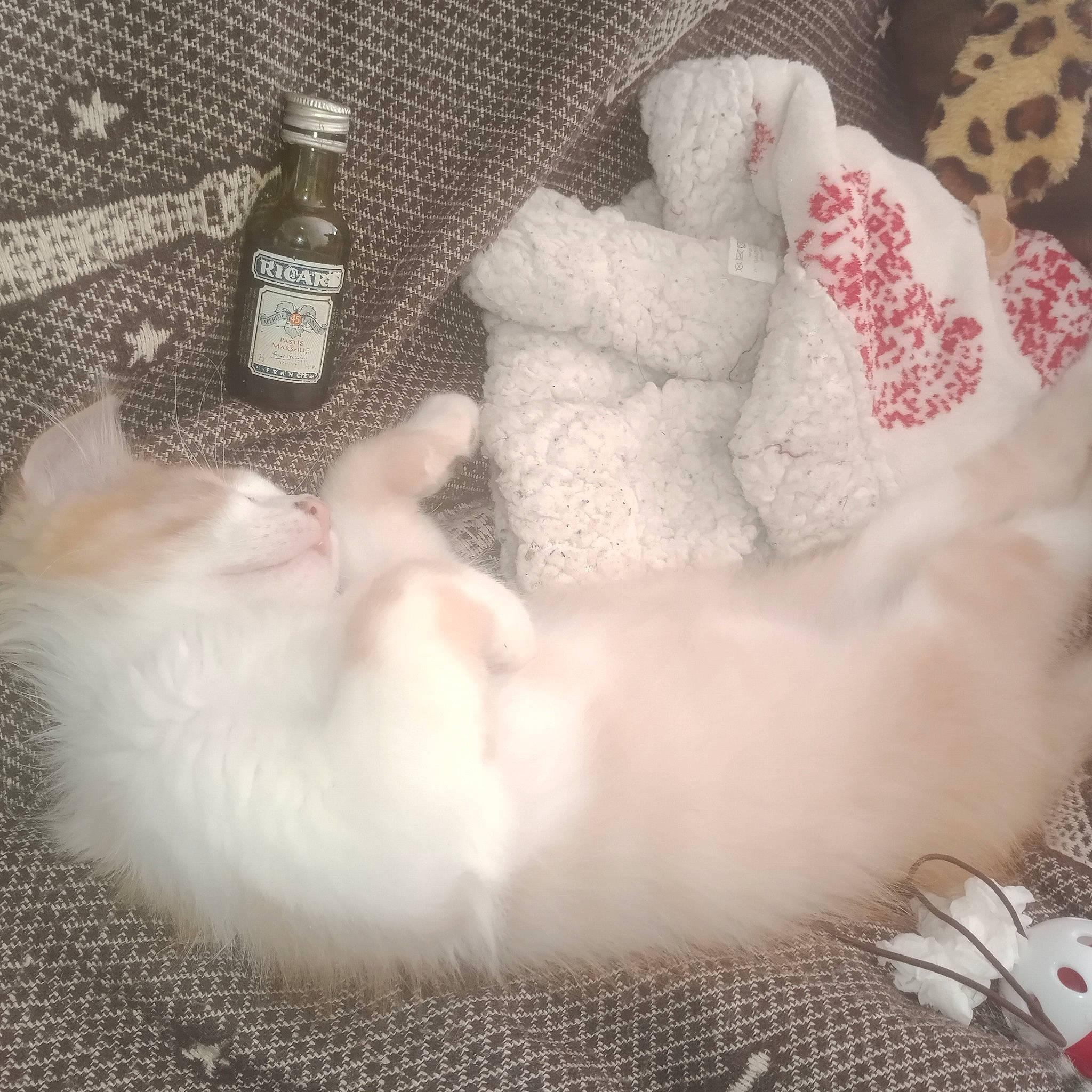 Cooky a rejoint le concours — aidez-le/la à gagner de superbes lots ! bottle, cat, claw, comfort, felidae, flooring, fur, grey, linens, paw, plastic_bottle, room, small_to_medium_sized_cats, tail, textile, toy, water_bottle, whiskers, white, wool