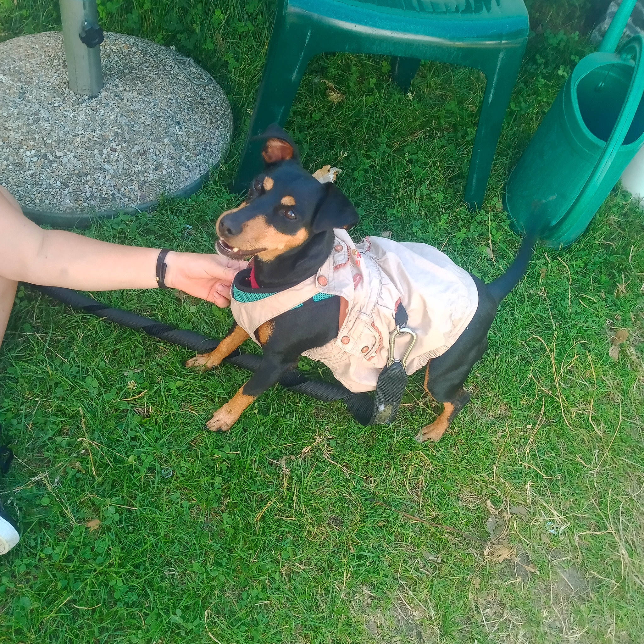 Crevettes a rejoint le concours — aidez-le/la à gagner de superbes lots ! canidae, carnivore, chair, companion_dog, dog, dog_breed, dog_clothes, dog_supply, fawn, foot, grass, guard_dog, lawn, recreation, snout, sporting_group, tail, toy_dog, working_animal, working_dog