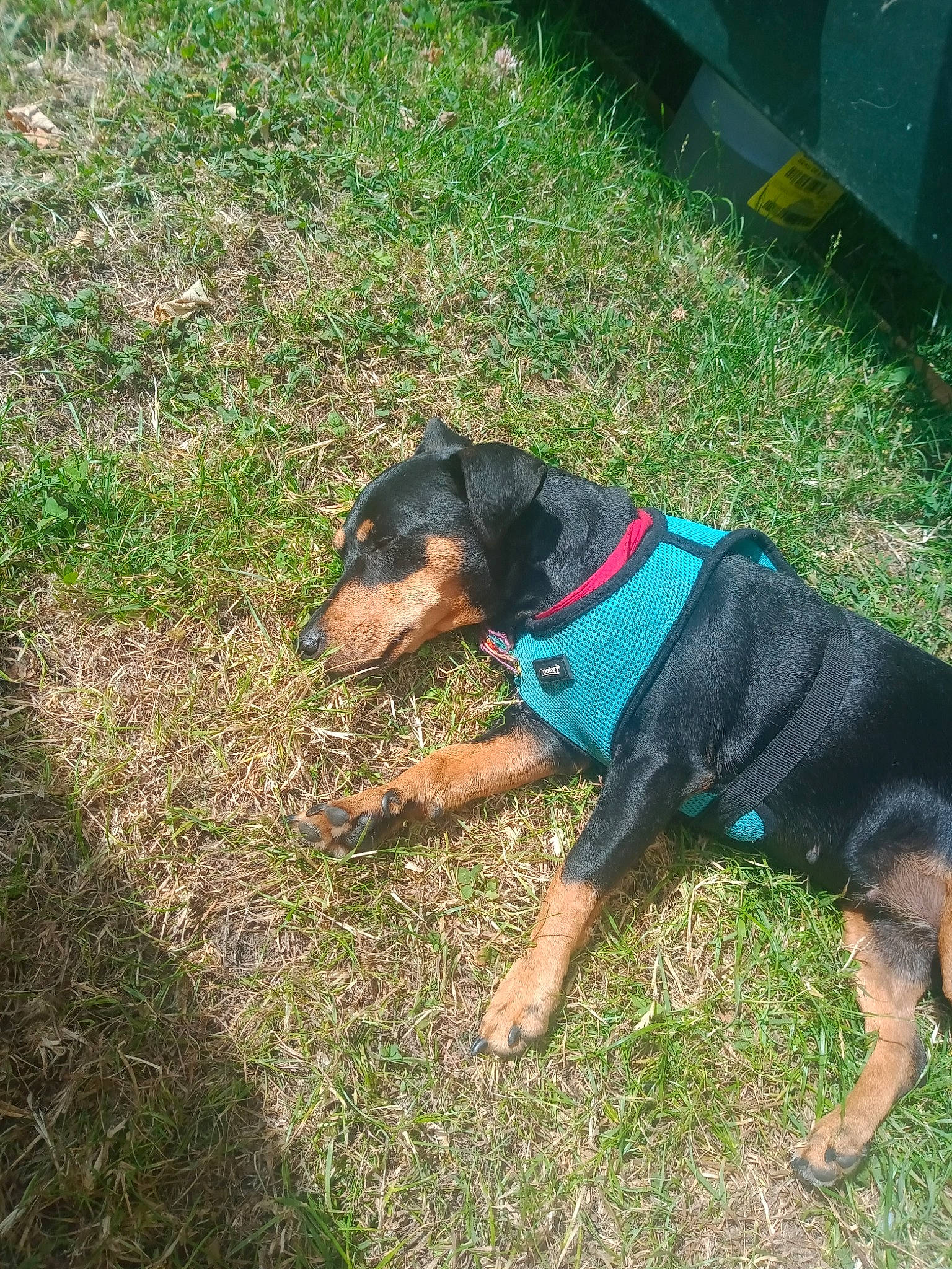 Crevettes participe au concours pour gagner de l'argent avec cette photo : canidae, carnivore, collar, companion_dog, dog, dog_breed, dog_supply, electric_blue, grass, groundcover, guard_dog, hunting_dog, lawn, plant, tail, terrestrial_animal, working_animal, working_dog