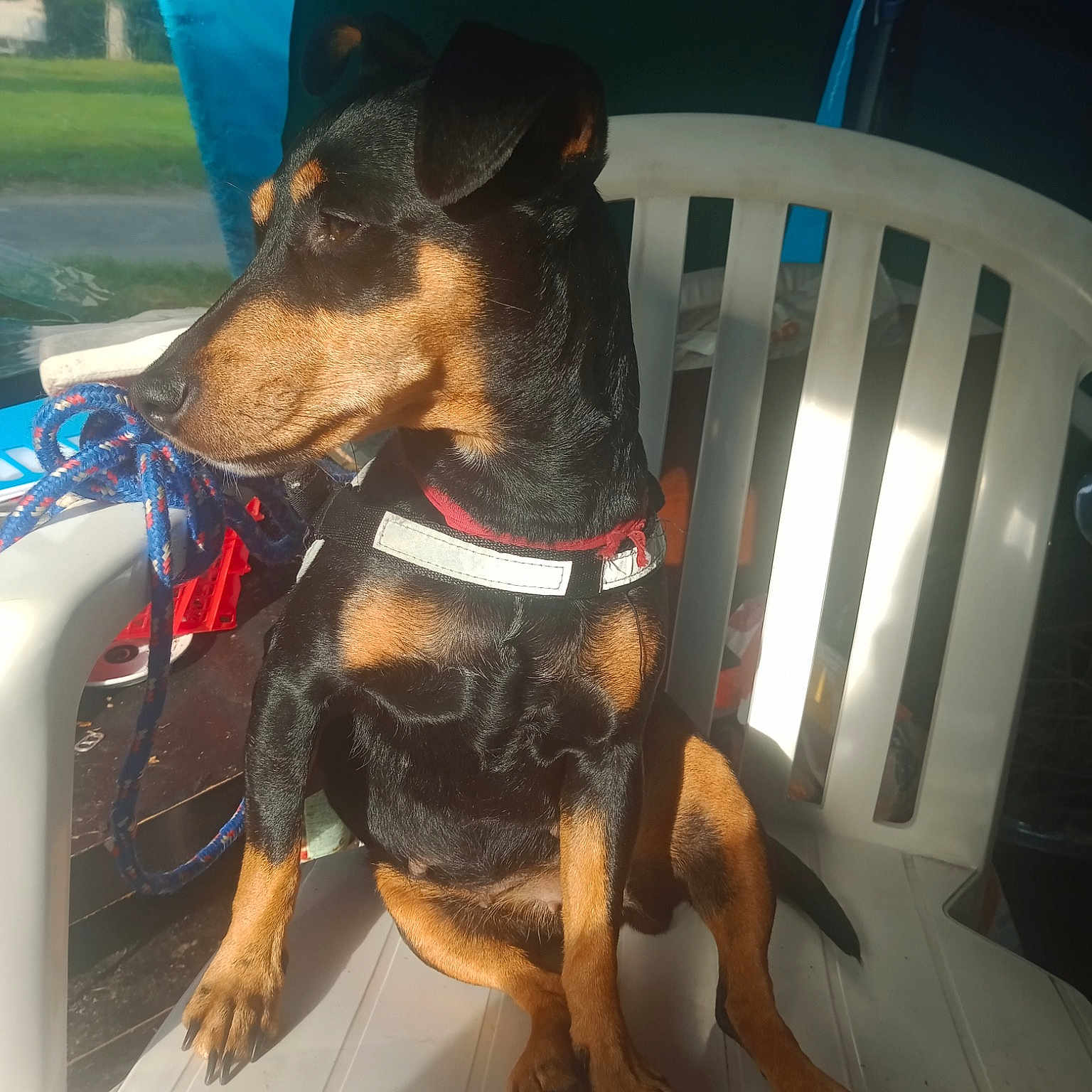 Crevettes participe au concours pour gagner de l'argent avec cette photo : beer, canidae, carnivore, collar, companion_dog, dobermann, dog, dog_breed, dog_collar, dog_supply, fawn, guard_dog, paw, pet_supply, plant, snout, sporting_group, toy_dog, working_animal, working_dog