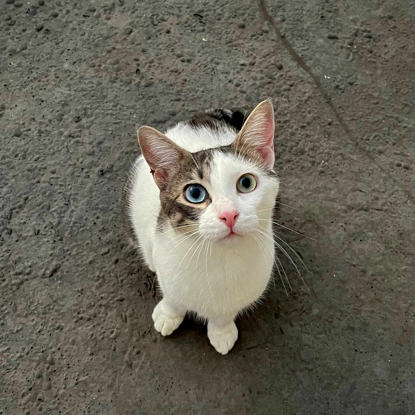 Stitch participe au concours pour gagner de l'argent avec cette photo : adorable, blue_eye, cat, close_up, concrete_floor, curious, domestic_cat, ears, feline, green_eye, heterochromia, indoor, looking_up, paws, pet, pink_nose, portrait, sitting, whiskers, white_fur