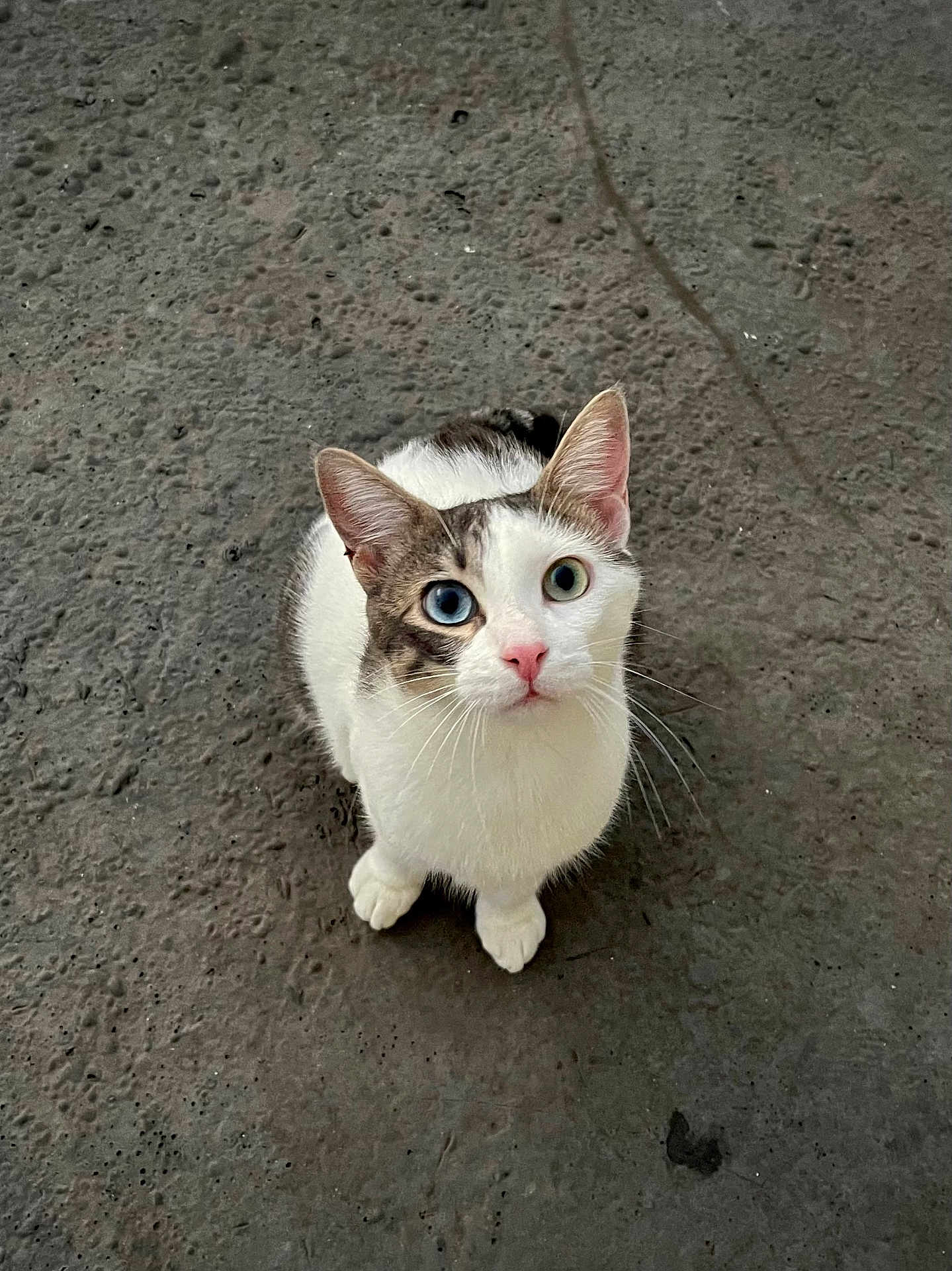 Stitch participe au concours pour gagner de l'argent avec cette photo : cat, feline, heterochromia, blue_eye, green_eye, white_fur, pink_nose, whiskers, ears, paws, sitting, looking_up, concrete_floor, indoor, pet, portrait, close_up, adorable, curious, domestic_cat