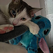 Stitch participe au concours pour gagner de l'argent avec cette photo : cat, heterochromia, blue_eye, green_eye, stuffed_animal, stitch_toy, plush_toy, paw, paw_pad, whiskers, ear, close_up, indoor, cat_tree, window_blinds, sleepy, cozy, soft_texture, portrait, pet