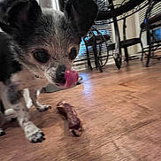 Buddy is registered to the contest to win money with this photo: animal, black_and_white, blurry_background, canine, chair, closeup, cute, dog, floor, furniture, indoor, legs, licking, meat, nose, pet, small_dog, tongue, window, wooden_floor