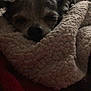 Buddy joined the competition — help win amazing prizes! animal, blanket, close_up, comfort, cozy, cute, dog, face, fur, indoor, laying_down, pet, relaxing, resting, sleeping, small_dog, snuggle, soft, texture, warm