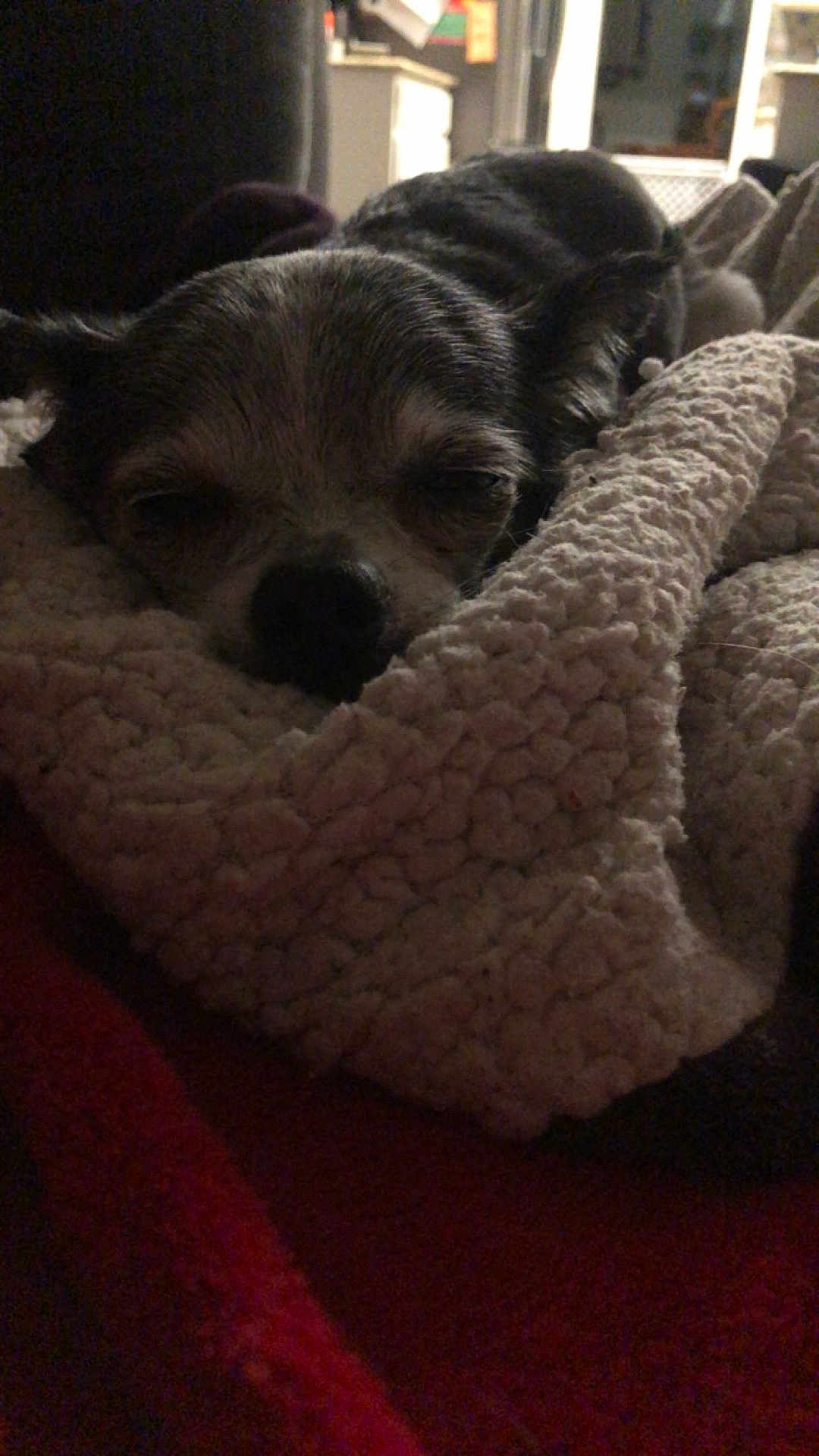 Buddy