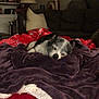 Buddy is registered to the contest to win money with this photo: animal, blanket, comfort, couch, cozy, decor, dog, fur, furniture, home, indoor, lamp, living_room, pet, pillow, quiet, relaxation, resting, shelf, sleeping