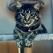 Lulu joined the competition — help win amazing prizes! cat, tabby, pet, indoor, feline, collar, bell, paws, cat_tree, relaxed, portrait, animal, cute, fur, whiskers, ears, face, looking, resting, domestic