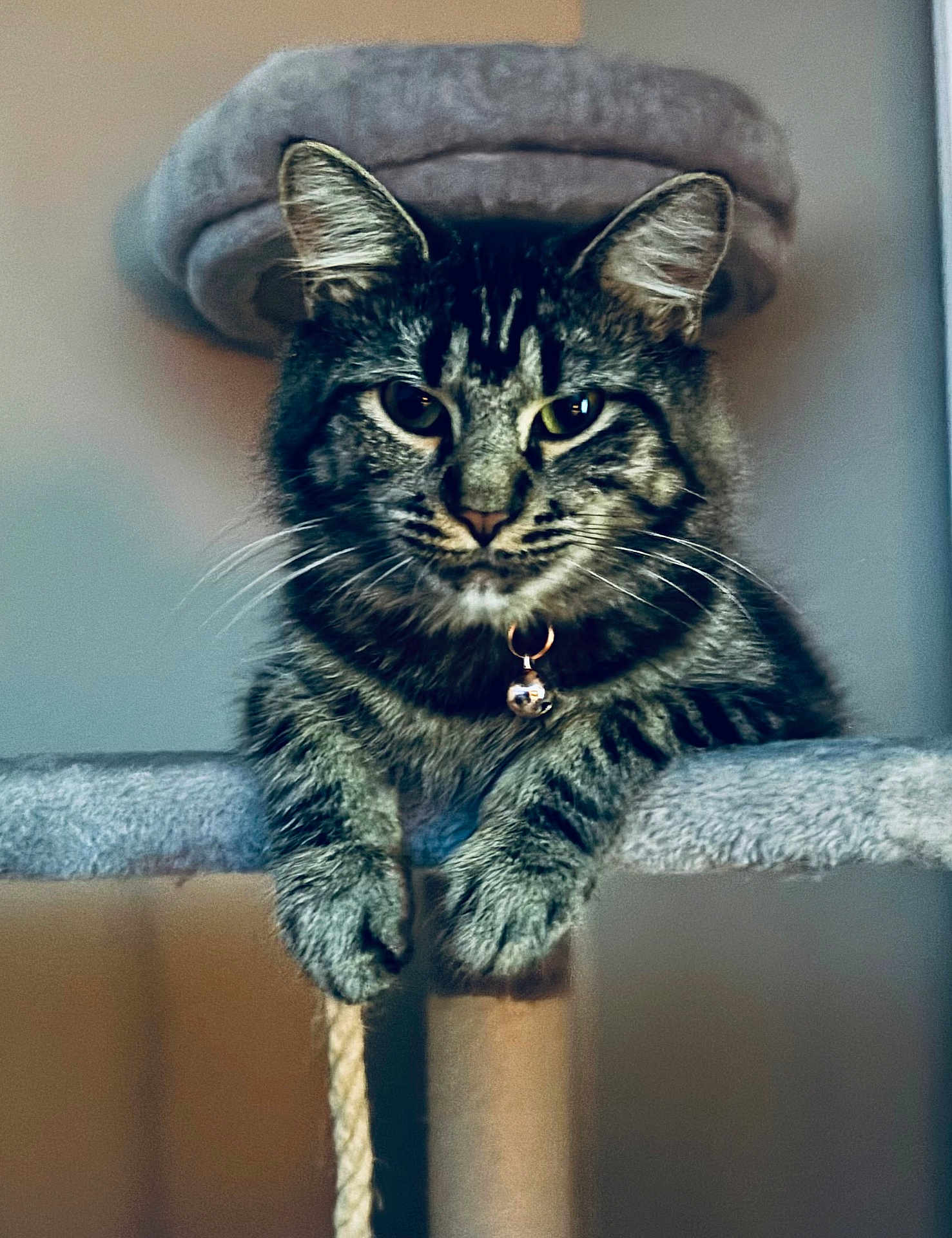 Lulu