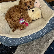 Carmella is registered to the contest to win money with this photo: animal, brown_fur, carpet, cozy, cute, dog, dog_bed, furry, home, indoor, laying_down, pet, plush_toy, puppy, relaxing, sleepy, snuggling, soft_texture, stuffed_animal, toy